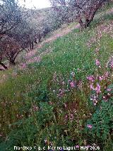 Colleja colorada - Silene colorata. Campos de collejas coloradas. Navas de San Juan