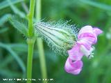 Colleja colorada - Silene colorata. Arquillos