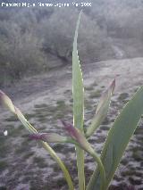 Lirio alemn - Iris germanica. Los Villares