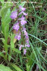 Satirin real - Dactylorhiza elata. Segura