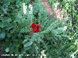 Amapola cornuda - Glaucium corniculatum. Navas de San Juan