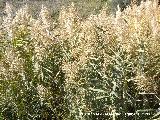 Caa - Arundo donax. Villanueva de las Torres