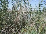 Caa - Arundo donax. Laguna Torreguadiaro - San Roque