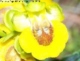 Orqudea amarilla - Ophrys lutea. Cerro Veleta - Jan