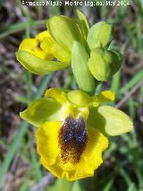 Orqudea amarilla - Ophrys lutea. Bobadilla - Alcaudete