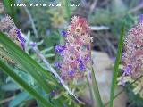 Coris - Coris monspeliensis. Segura