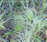 Rompesacos - Aegilops neglecta. Navas de San Juan