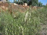 Avena loca - Avena fatua. Navas de San Juan