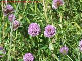 Trbol de prado - Trifolium pratense. La Beata - Valdepeas