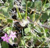 Peine de Venus - Scandix pecten-veneris. Mengibar