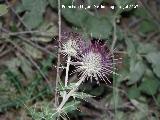 Cardo prieto - Ptilostemon hispanicus. Segura