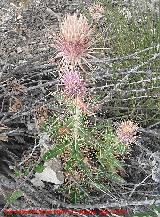 Cardo prieto - Ptilostemon hispanicus. Prado Maguillo - Santiago Pontones