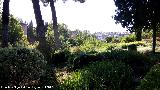 Generalife. Paseo de los Cipreses. Vistas de las torres de la Alhambra con Granada al fondo