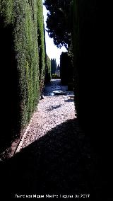 Generalife. Jardines Bajos. 