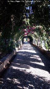 Generalife. Paseo de las Adelfas. 