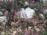 Fumaria - Fumaria officinalis. Cerro Montaes - Jan