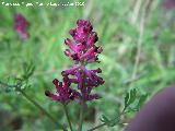 Fumaria - Fumaria officinalis. Linares