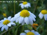 Manzanilla bastarda - Anthemis arvensis. Arquillos