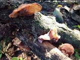 Oreja de Judas - Auricularia auricula judae. Molino del Rincn - Mengbar