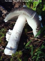 Cucumela - Amanita vaginata. El Vaquerizo - Castellar