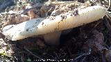 Cucumela - Amanita vaginata. El Vaquerizo - Castellar