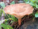 Seta de pino - Clitocybe costata. El Vaquerizo - Castellar