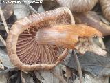 Bruja - Inocybe patouillardii. 