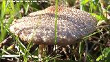 Seta de anillo - Macrolepiota phaeodisca. El Vaquerizo - Castellar