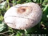 Seta de anillo - Macrolepiota phaeodisca. 