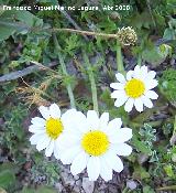 Manzanilla de los campos - Anacyclus clavatus. Jan