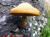 Foliota luminosa - Pholiota lucifera. El Vaquerizo - Castellar