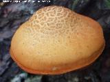 Foliota luminosa - Pholiota lucifera. El Vaquerizo - Castellar