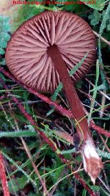 Hongo de San Juan - Psilocybe semilanceata. El Vaquerizo - Castellar