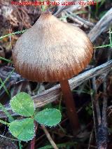 Hongo de San Juan - Psilocybe semilanceata. El Vaquerizo - Castellar