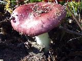 Rsula vesca - Russula vesca. El Vaquerizo - Castellar