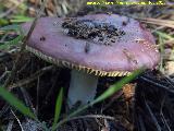 Rsula vesca - Russula vesca. El Vaquerizo - Castellar