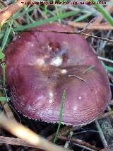 Rsula vesca - Russula vesca. El Vaquerizo - Castellar