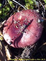 Rsula vesca - Russula vesca. El Vaquerizo - Castellar