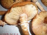 Armillaria de pie bulboso - Armillaria gallica. 