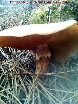 Armillaria de pie bulboso - Armillaria gallica. El Vaquerizo - Castellar