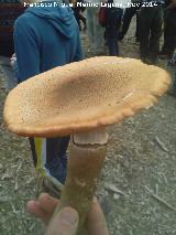 Armillaria de pie bulboso - Armillaria gallica. El Vaquerizo - Castellar