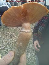 Armillaria de pie bulboso - Armillaria gallica. El Vaquerizo - Castellar