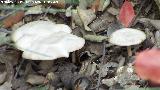 Falsa molinera - Clitocybe dealbata. Zagrilla Baja - Priego de Crdoba