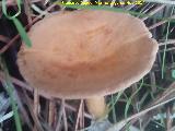 Platera menor - Clitocybe gibba. El Vaquerizo - Castellar