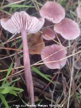 Micena rosa - Mycena pura. 