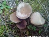 Micena rosa - Mycena pura. El Vaquerizo - Castellar