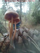 Micena de las pias - Mycena seynii. El Vaquerizo - Castellar