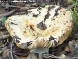 Rsula blanca - Russula delica. Zagrilla Baja - Priego de Crdoba