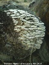 Trametes pubescens - Trametes pubescens. El Vaquerizo - Castellar