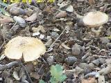 Seta de los Caballeros - Tricholoma equestre. Zagrilla Baja - Priego de Crdoba